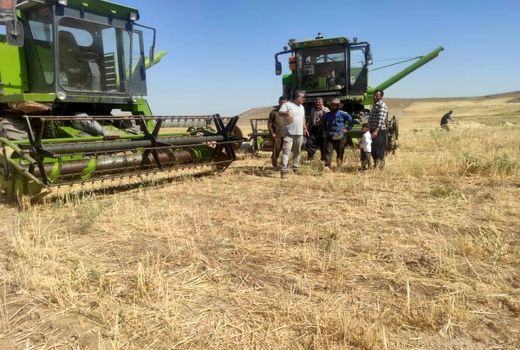 آغاز برداشت گندم از دیمزارهای شهرستان میاندوآب 