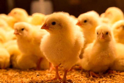  بیش از 8 میلیون قطعه جوجه‌ریزی در مرغداری‌های چهارمحال و بختیاری انجام شد 