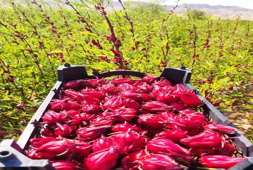 تولید گیاه دارویی چای تُرش در کازرون