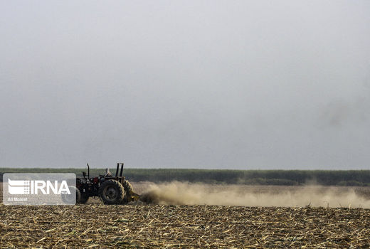 ۳۰۱ هزار هکتار اراضی کردستان زیر پوشش طرح ارتقای امنیت غذایی می‌رود