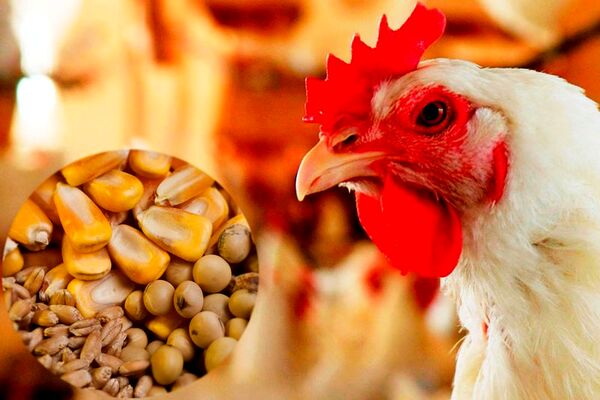 اختصاص ۲ هزار و ۵۰۰ تن ذرت و کنجاله سویا به مرغداری‌های خراسان شمالی