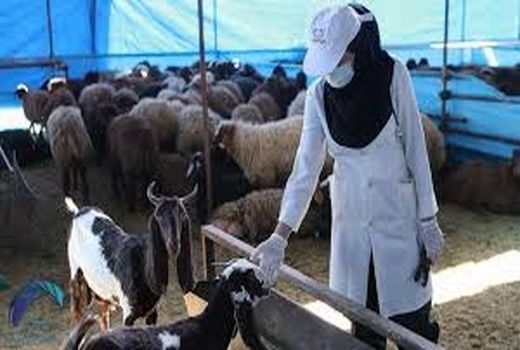 اجرای فاز دوم واکسیناسیون تب برفکی در شهرستان شهربابک