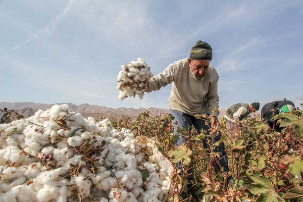 تولید 5400 تن وش پنبه در استان کرمان