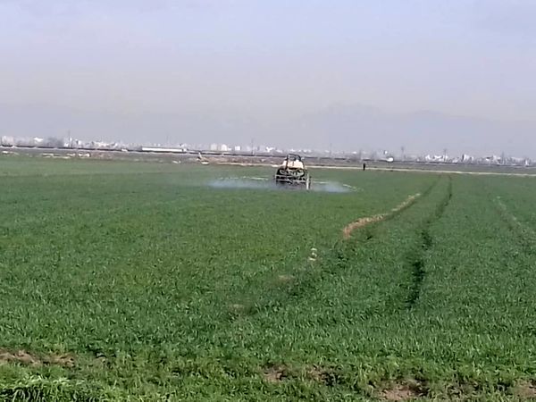مبارزه با علف های هرز در سطح ۴۰ هزار هکتار از مزارع گندم آبی استان قزوین