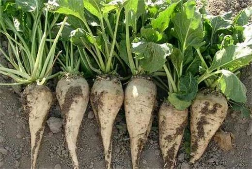 شیرینی برداشت چغندرقند پاییزه در کام کشاورزان خوزستانی