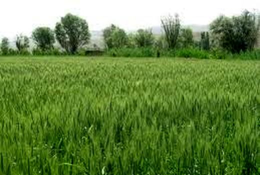 کشت گندم پرورشی و بذر مادری در شهرستان آباده