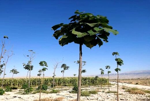 کاشت پائولونیا برای اولین بار در کازرون