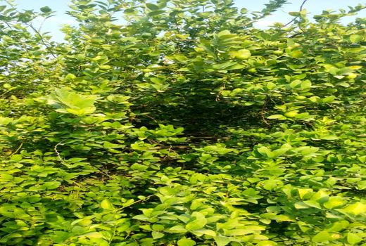 لیمو ترش های مُهر در بازار های فارس 