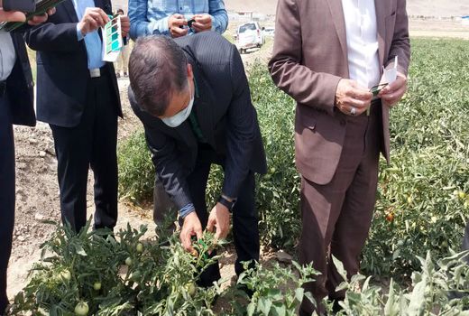 بازدید رییس سازمان جهاد کشاورزی خراسان شمالی از رها سازی عوامل بیولوژیک در مزرعه گوجه فرنگی در شهرستان مانه و سملقان