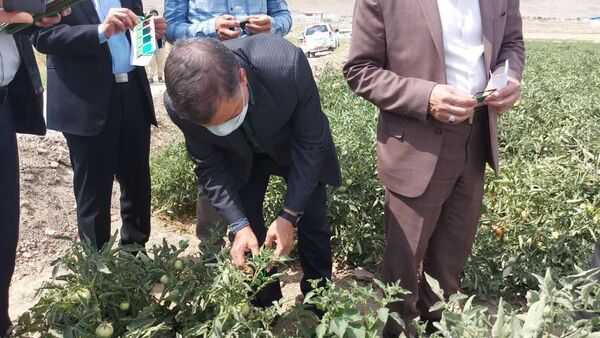 بازدید رییس سازمان جهاد کشاورزی خراسان شمالی از رها سازی عوامل بیولوژیک در مزرعه گوجه فرنگی در شهرستان مانه و سملقان
