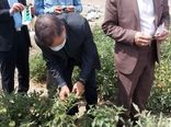 بازدید رییس سازمان جهاد کشاورزی خراسان شمالی از رها سازی عوامل بیولوژیک در مزرعه گوجه فرنگی در شهرستان مانه و سملقان
