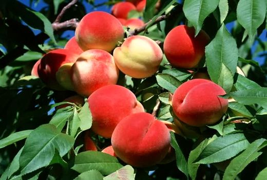 برداشت بیش از ۷۰ هزار تن هلو از باغات آذربایجان غربی آغاز شد