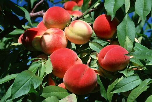 برداشت بیش از ۷۰ هزار تن هلو از باغات آذربایجان غربی آغاز شد