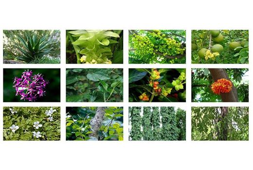 سهم 50 هکتاری آمل در کشت گیاهان دارویی مازندران