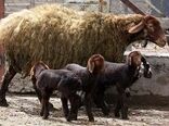 زنجان به مرکز تحقیقات و پرورش دام مولد سبک تبدیل شد