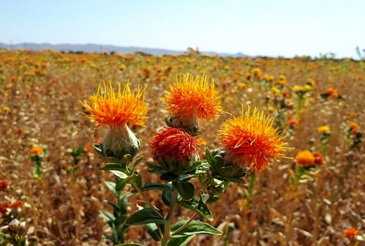 کشت چند صد هکتاری گلرنگ در مرودشت