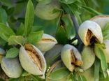 بادام دیم محصولی کم‌آب‌بر با ظرفیت تقویت اقتصاد روستاها