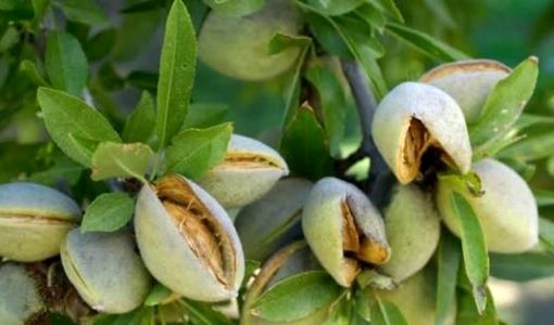 بادام دیم محصولی کم‌آب‌بر با ظرفیت تقویت اقتصاد روستاها