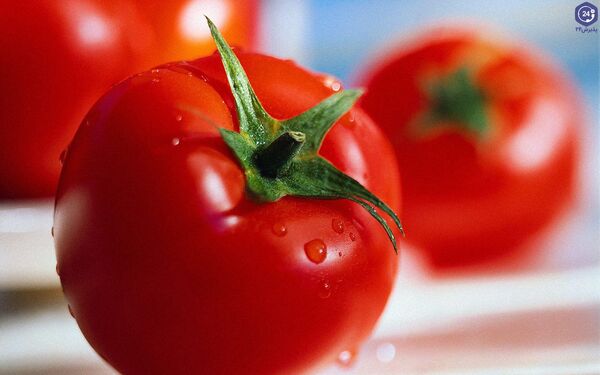 پیش‌بینی برداشت ۱۷ هزار تن گوجه‌فرنگی گلخانه‌ای در استان بوشهر 