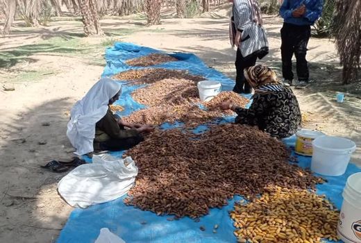 تولید 1000 تن خرما در زرین‌ دشت