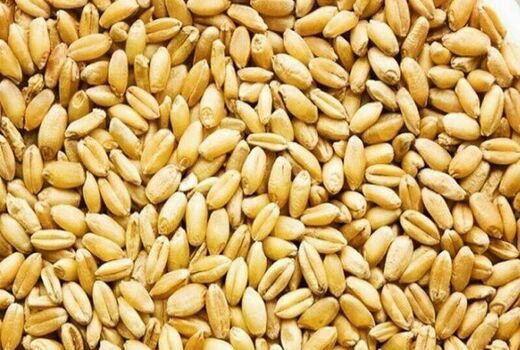 تدارک کشت 390 هزار هکتار گندم در کرمانشاه