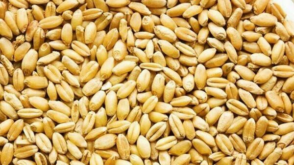 تدارک کشت 390 هزار هکتار گندم در کرمانشاه