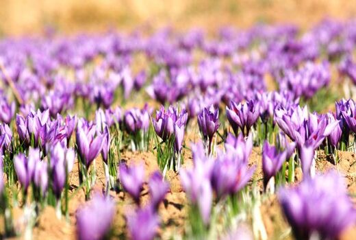 ترویج کشت زعفران در استان چهارمحال و بختیاری
