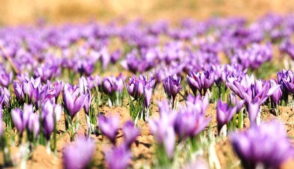 ترویج کشت زعفران در استان چهارمحال و بختیاری