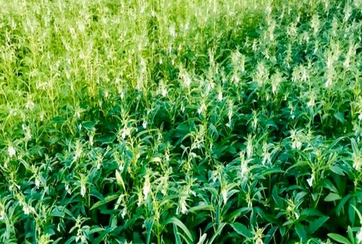 ۵۲ درصد از مزارع چغندر قند آذربایجان غربی مجهز به سیستم آبیاری نوین است