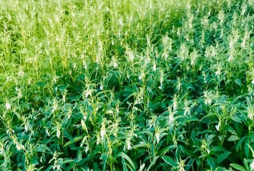 ۵۲ درصد از مزارع چغندر قند آذربایجان غربی مجهز به سیستم آبیاری نوین است