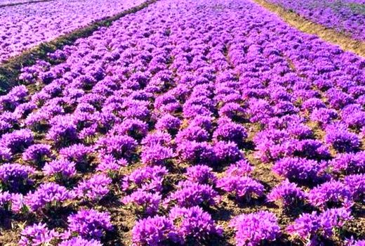 افزایش ۵۰۰ هکتاری سطح زیر کشت زعفران برای کشت پاییزه  در خراسان شمالی