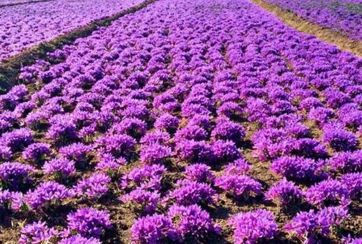 افزایش ۵۰۰ هکتاری سطح زیر کشت زعفران برای کشت پاییزه  در خراسان شمالی