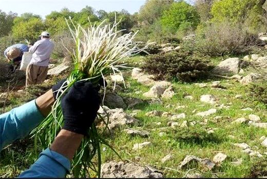 تغییر الگوی برداشت گیاهان مرتعی از مصرف معیشتی به برداشت تجاری/ فشار بر اکوسیستم‌های طبیعی