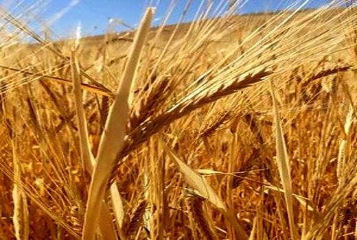 آغاز برداشت جو از 6700 هکتار از مزارع کازرون