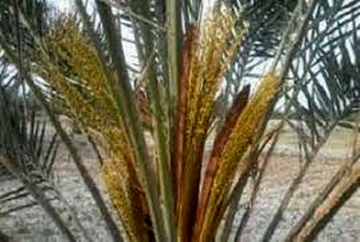 برگزاری دوره آموزشی یک روزه مبارزه با بیماری های مهم نخیلات  در آبادان