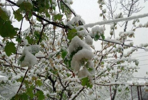 خسارت سرمای بهاری شاید این ماه پرداخت شود
