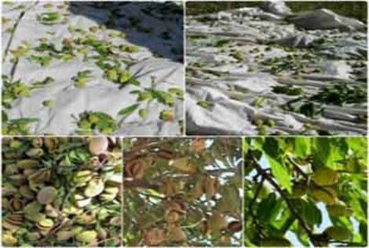 برداشت بادام از باغات اردستان آغاز شد