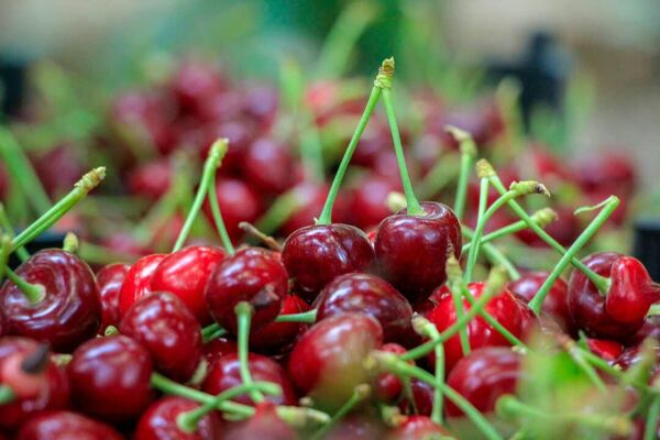 ۳۰ درصد از محصولات باغی چهارمحال و بختیاری به ضایعات تبدیل می‌شود