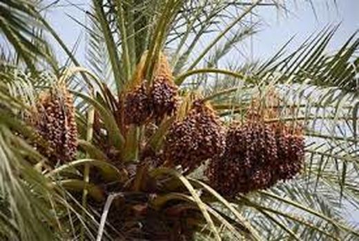 تشدید ممنوعیت انتقال پاجوش نخل در آبادان