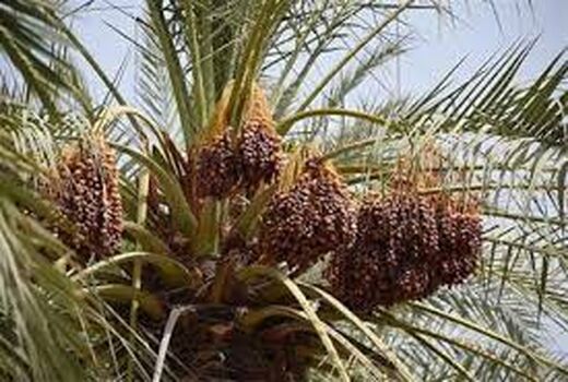 تشدید ممنوعیت انتقال پاجوش نخل در آبادان