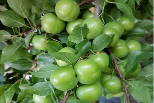 آغاز برداشت نوبرانه گوجه سبز در شهرستان سرپلذهاب