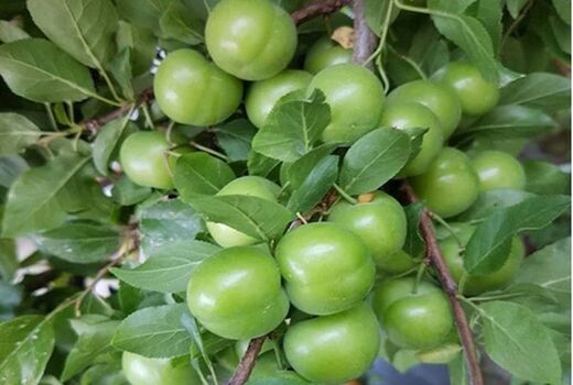 آغاز برداشت نوبرانه گوجه سبز در شهرستان سرپلذهاب