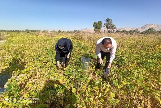 جهش تولید لوبیا در قیروکارزین محقق شد 