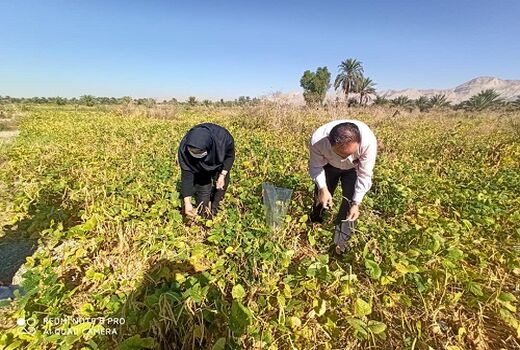 جهش تولید لوبیا در قیروکارزین محقق شد 