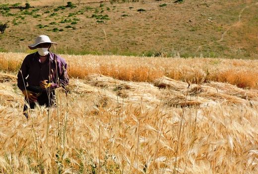 برداشت بیش از ۱۳۸ هزار تن محصول زراعی در سمیرم 