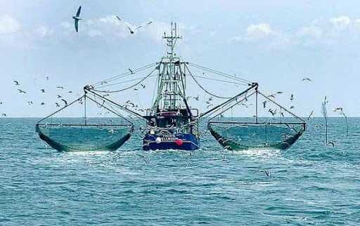 توقف صید ترال ۸ فروند قایق در خلیج‌فارس 