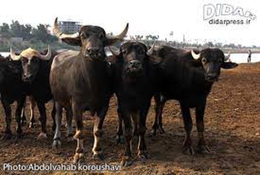 احداث استخرهای شنای گاومیش در خوزستان تا عادی شدن شرایط