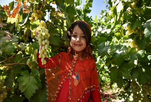 فارس پیشتاز در تولید انگور کشور