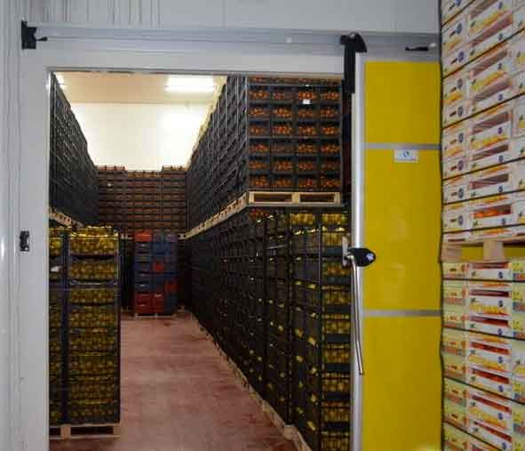 کمتر از ۵ درصد سیب تولیدی آذربایجان‌غربی در سردخانه‌ها مانده است