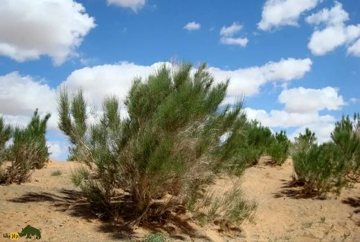 نقش حیاتی جنگل‌های ایرانی‌تورانی در حفاظت از زیست‌بومی ایران/ مدیریت پایدار جنگل‌های زاگراس در چهار استان اجرا می‌شود
